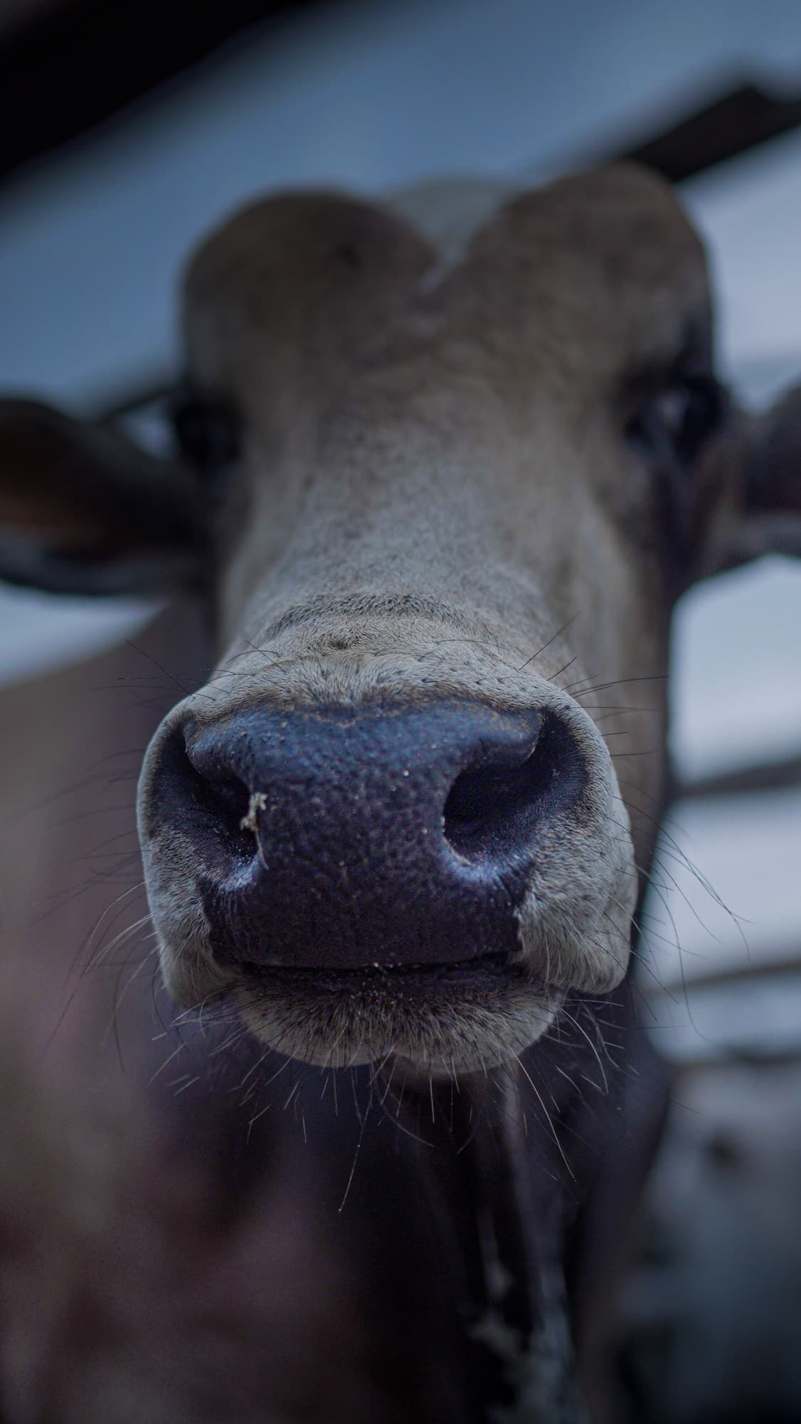 A close, low angle portrait of the hornless bull's broad face and muzzle, its gaze calm and direct, with no horns on its head.