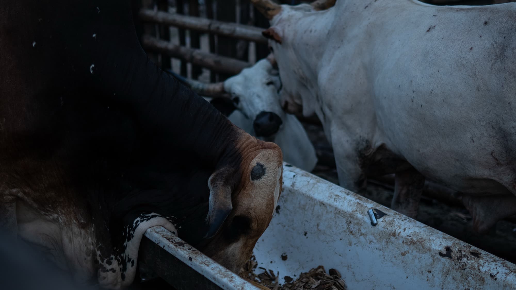 In a dim pen, the dark hornless bull lowers its head to a feed trough among several white cattle that have horns.