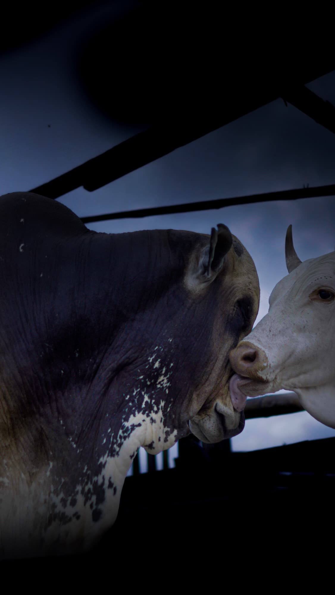 At dusk in a livestock pen, a large hornless bull faces a white cow that has horns, the two close together muzzle to face.